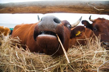 Çiftlikteki inekler. Süt inekleri. Yuvalanmış