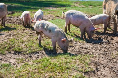 Domuz çiftliği. Domuzlar sahada. Domuz yeşil çayırda koşuyor.