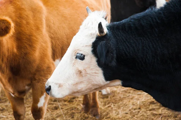 Mucche Una Fattoria Vacche Latte Cowshed — Foto Stock