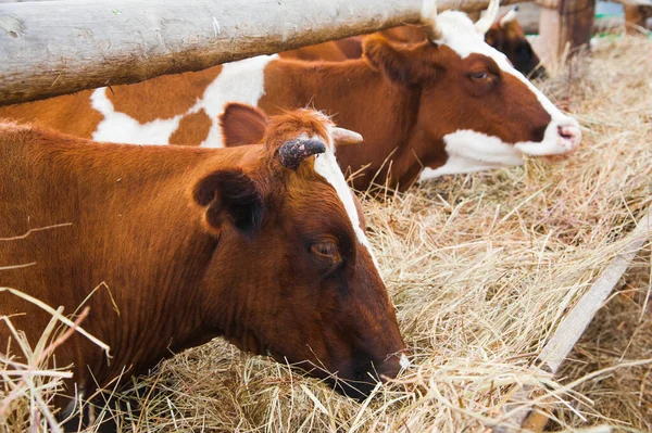 Mucche Una Fattoria Vacche Latte Cowshed — Foto Stock