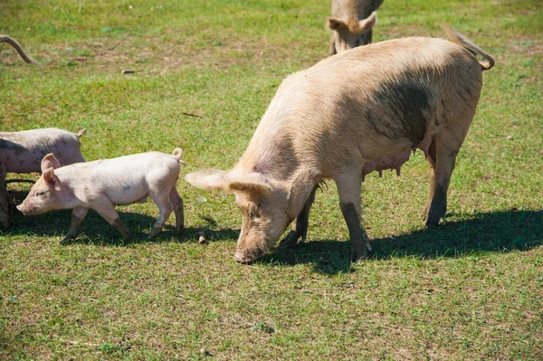 Grisfarm Grisar Fältet Gris Som Springer Grön Äng — Stockfoto