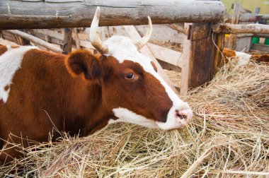 Çiftlikteki inekler. Süt inekleri. Yuvalanmış