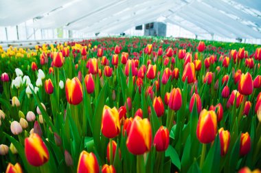 İlkbahar lale tarlası sahnesi. Tarım sektörü sera tohumu baharı.