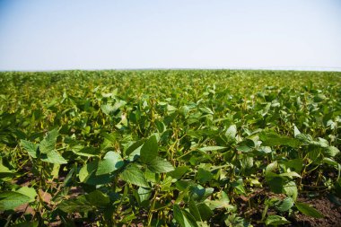 Yeşil bezelye tarlada büyüyor.