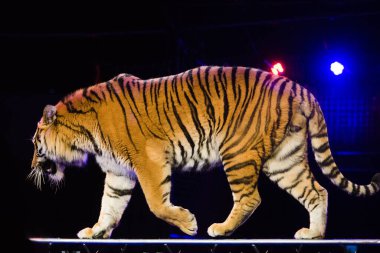 Sirk. Tiger sirk arenasında numaralar yapıyor.