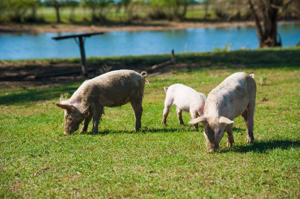 Pig farm. Pigs in field. Pig running on a green meadow