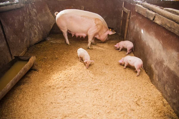 Hausschweine Schweine Auf Einem Bauernhof Dorf — Stockfoto