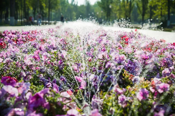 Zavlažování Trávníku Květin Inteligentní Zahrada Aktivována Plně Automatickým Zavlažovacím Systémem — Stock fotografie