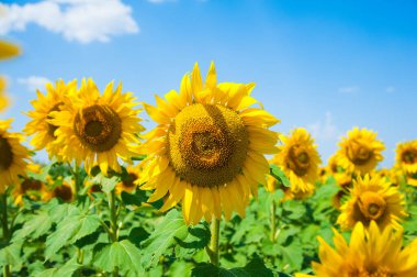 Bulutlu mavi gökyüzü ve parlak güneş ışıkları üzerinde ayçiçeği tarlası