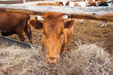 Çiftlikteki inekler. Süt inekleri. Yuvalanmış