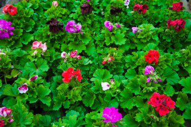 Çeşitli bitki ve çiçeklerle dolu bir sera.