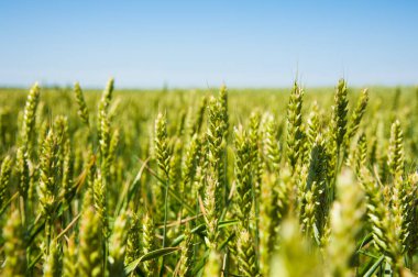 Olgunlaşmış buğday tarlası ve mavi gökyüzü. Peyzaj