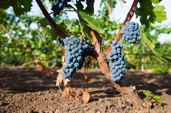 Viñedos Atardecer Cosecha Otoño Uvas Maduras Temporada Otoño Primer Plano — Foto de Stock