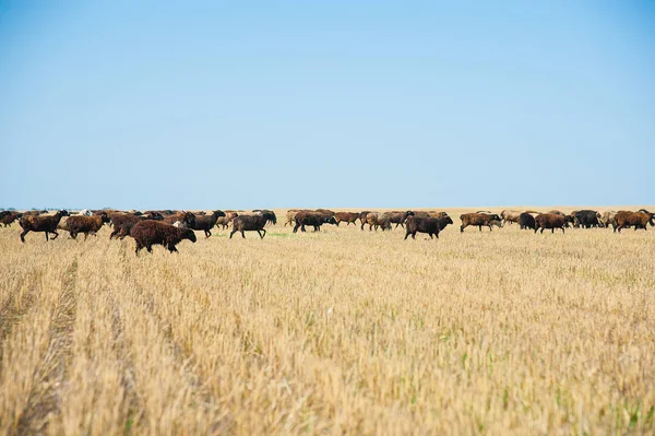 Flock Sheep Meadow Sheep Running — Stock Photo, Image