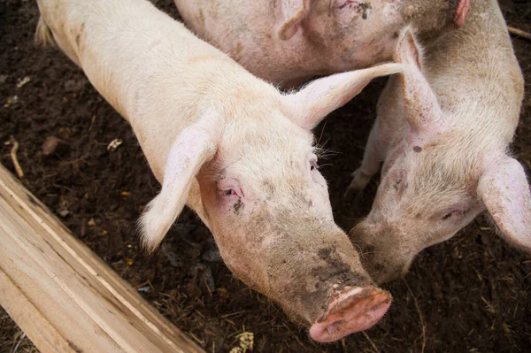 Domestic pigs. Pigs on a farm in the village