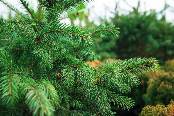 Saplings Van Pijnbomen Sparren Sparren Andere Naaldbomen Potten Kwekerijen — Stockfoto