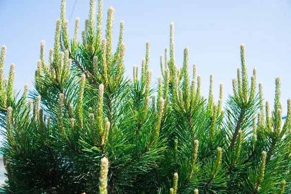 Saplings Pinheiro Abeto Abeto Outras Coníferas Vasos Viveiro Plantas — Fotografia de Stock