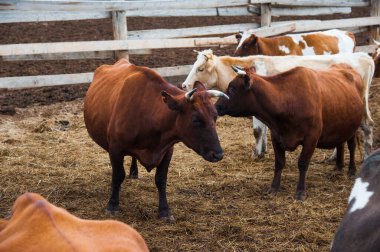 Çiftlikteki inekler. Süt inekleri. Yuvalanmış