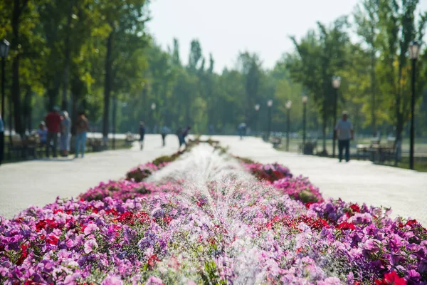 Arrosage Pelouse Des Fleurs Jardin Intelligent Activé Avec Système Arrosage — Photo