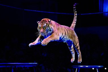 Sirk. Tiger sirk arenasında numaralar yapıyor.