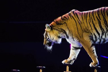 Sirk. Tiger sirk arenasında numaralar yapıyor.