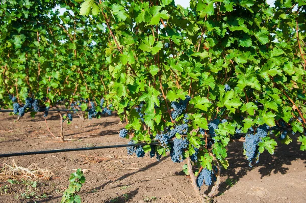 Vineyards Sunset Autumn Harvest Ripe Grapes Fall Season Close Bunches — Stock Photo, Image
