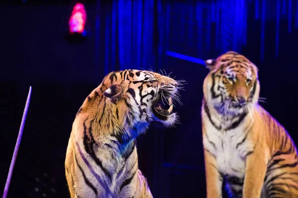 Circus. Tiger performs tricks in the circus arena