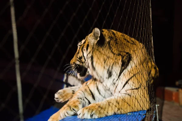 Circus. Tiger performs tricks in the circus arena