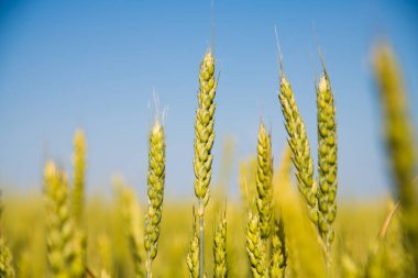 Mavi gökyüzünün altında altın buğday tarlası