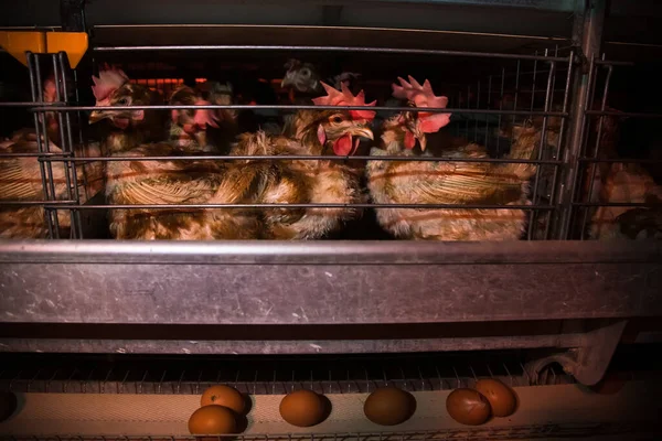 Drůbeží Farma Kuřata Sedět Klecích Pod Širým Nebem Jíst Smíšené — Stock fotografie