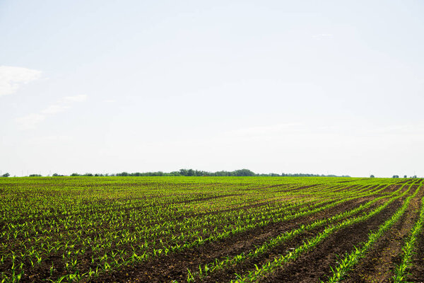 Rows of young corn shoots on a cornfield