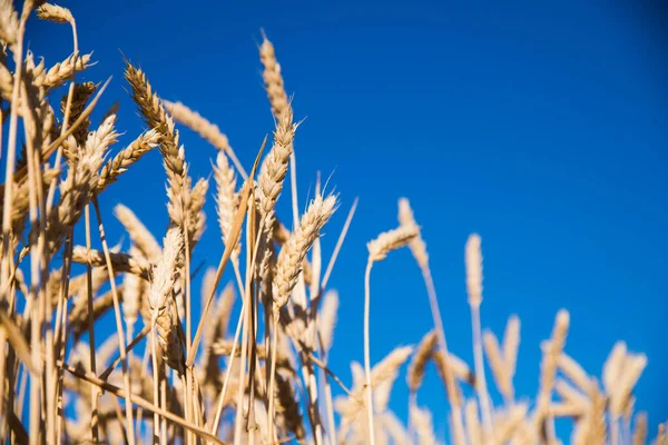 Veld Van Gouden Tarwe Onder Blauwe Hemel — Stockfoto