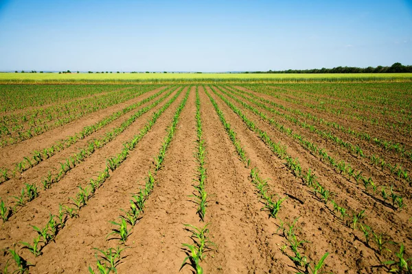 Rows Young Corn Shoots Cornfield Royalty Free Stock Images