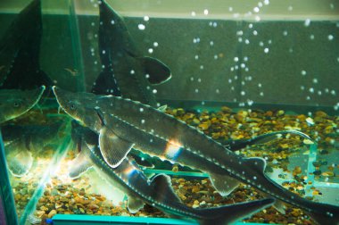 Tatlı su balığı Rus mersin balığı. Balık pazarındaki akvaryumda mersin balığı.