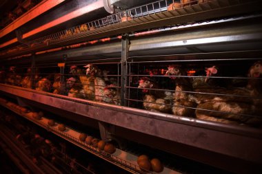 Kümes hayvanları, tavuklar açık hava kafeslerinde oturur ve karışık yem yerler, taşıma bantlarında tavuk yumurtaları, modern çiftçilik