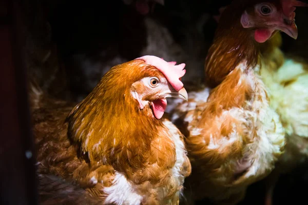 Aves Capoeira Fazenda Galinhas Sentar Gaiolas Livre Comer Alimentos Mistos — Fotografia de Stock