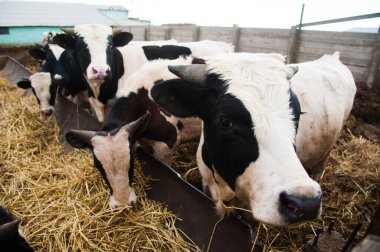 Çiftlikteki inekler. Süt inekleri. Yuvalanmış