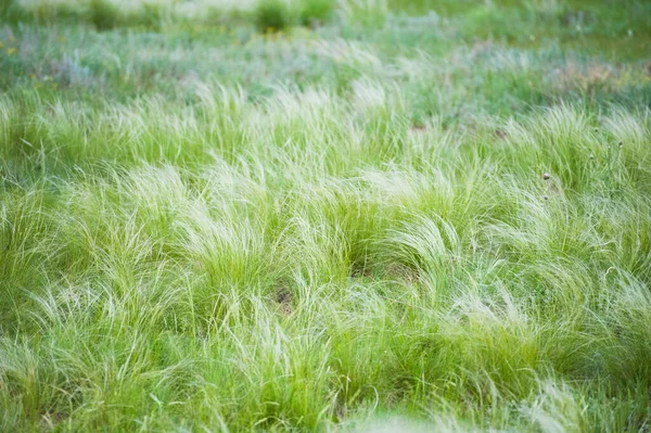 Vårlandskap Fjädergräsäng Fjädergräs Solljuset Eftermiddagen Vindar — Stockfoto