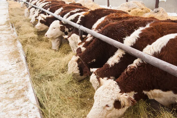 Vacas Numa Quinta Vacas Leiteiras Cobertura — Fotografia de Stock