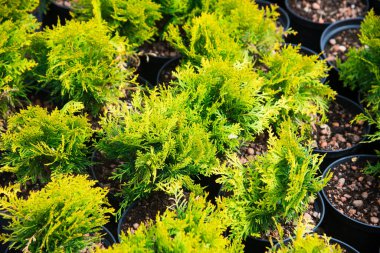 Çam fidanları, ladin, köknar ve diğer kozalaklı ağaçlar, saksılarda, fidanlıklarda..