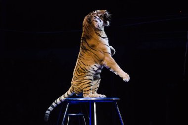 Sirk. Tiger sirk arenasında numaralar yapıyor.