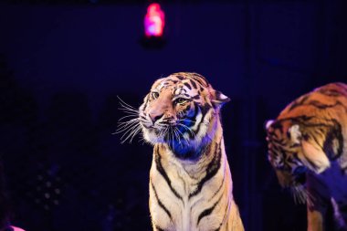 Sirk. Tiger sirk arenasında numaralar yapıyor.