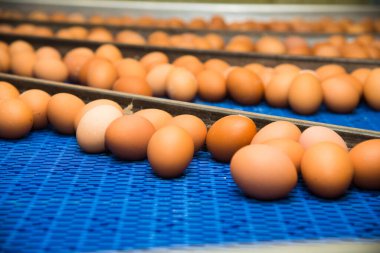 Modern bir kümes hayvanı fabrikasında nakliye hattında taze kahverengi yumurtalar.