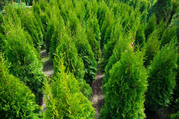 Saplings Pinheiro Abeto Abeto Outras Coníferas Vasos Viveiro Plantas — Fotografia de Stock