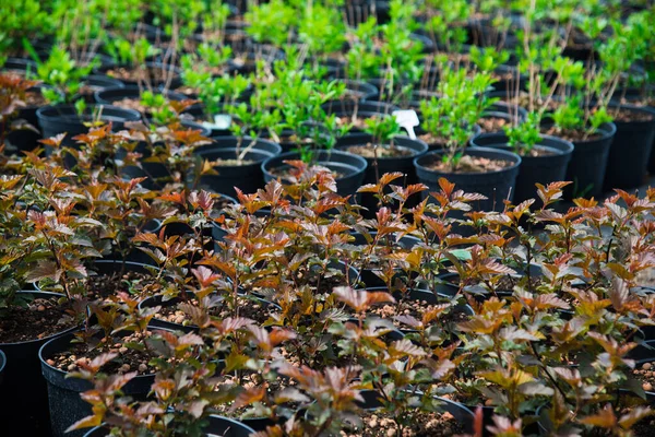 种植苗圃 在苗圃里的盆栽里有许多不同的幼树 — 图库照片