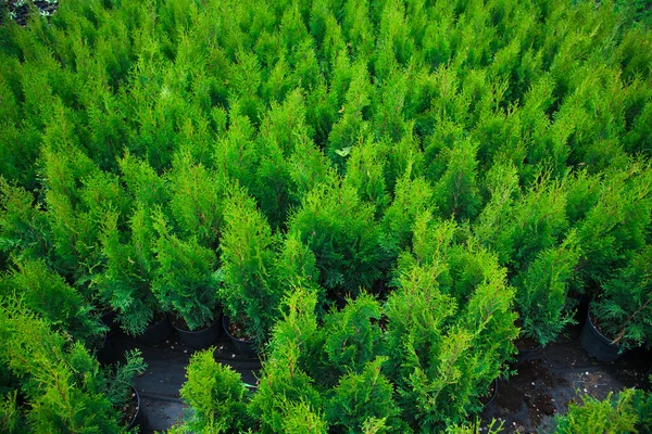 Plantas Pino Abeto Abeto Otros Árboles Coníferas Macetas Viveros —  Fotos de Stock