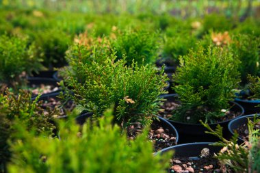 Çam fidanları, ladin, köknar ve diğer kozalaklı ağaçlar, saksılarda, fidanlıklarda..