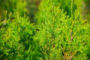 Çam fidanları, ladin, köknar ve diğer kozalaklı ağaçlar, saksılarda, fidanlıklarda..