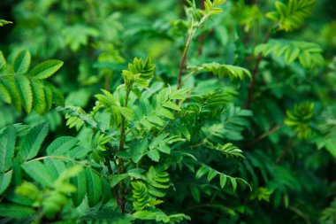 Bitki yetiştirme. Genç akçaağaçların sıraları bitkilerin fidanlıklarında plastik kaplarda