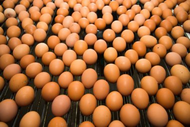 Modern bir kümes hayvanı fabrikasında nakliye hattında taze kahverengi yumurtalar.